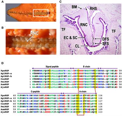 Starfish Gonadotropic Hormone: From Gamete-Shedding Substance to Relaxin-Like Gonad-Stimulating Peptide